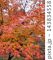 紅葉したモミジ 143834558