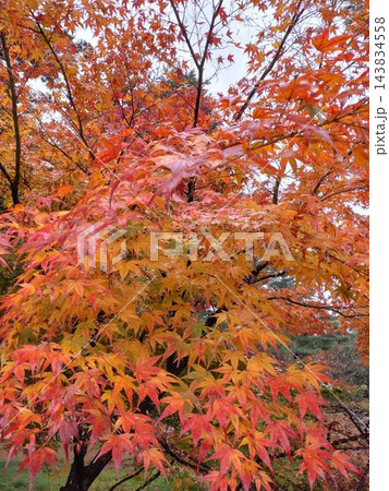 紅葉したモミジ 紅葉したモミジ 143834558