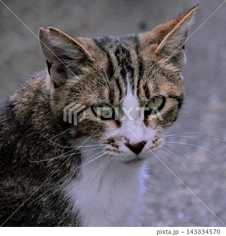 猫　野良猫 143834570