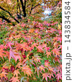 紅葉したモミジの色どり 143834584