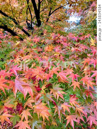 紅葉したモミジの色どり 紅葉したモミジの色どり 143834584