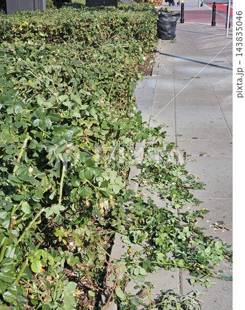 Pruned Rose Bushes on Urban Lawn During Autumn Maintenance 143835046