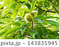 青いが栗 枝に実る青栗と鮮やかな緑の葉 爽やかな背景素材 143835945