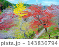 紅葉の季節の冬桜 143836794