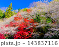 カラフルな紅葉と四季桜 143837116