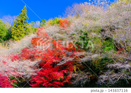 カラフルな紅葉と四季桜 143837116