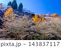 黄葉した山と四季桜 143837117
