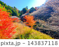 四季桜と紅葉した木々 143837118
