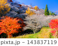 鮮やかな紅葉と四季桜 143837119