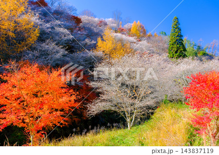 鮮やかな紅葉と四季桜 鮮やかな紅葉と四季桜 143837119