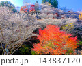 紅葉した木々と四季桜 143837120