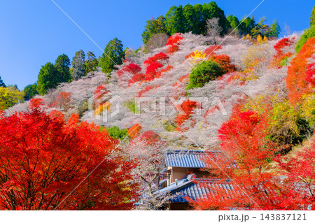 紅葉と四季桜に包まれる秋の山 143837121
