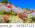 四季桜と川のある風景 143837122