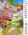 四季桜と川のある風景（縦） 143837123