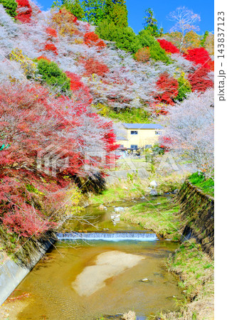 四季桜と川のある風景（縦） 143837123