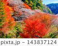 紅葉した木々と四季桜 143837124