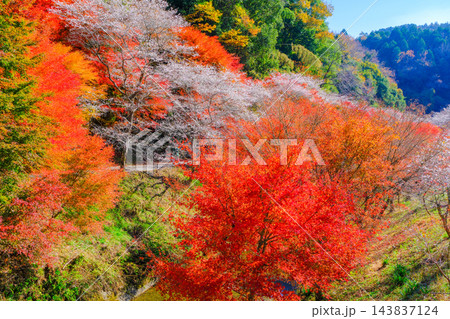 紅葉した木々と四季桜 紅葉した木々と四季桜 143837124