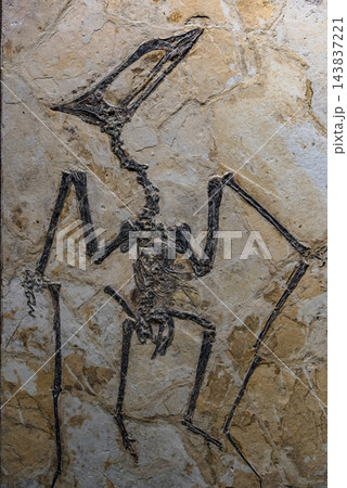 岩盤に刻まれた翼竜（プテロサウルス）の全身骨格化石標本 143837221