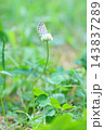 シロツメクサの蜜を吸う蝶々 143837289
