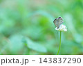 シロツメクサの花にとまるシジミチョウ 143837290