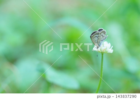 シロツメクサの花にとまるシジミチョウ シロツメクサの花にとまるシジミチョウ 143837290