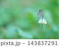 ハクサンフウロの蜜を吸うシジミチョウ 143837291