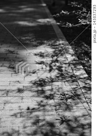 地面に落ちた木の影 地面に落ちた木の影 143837293