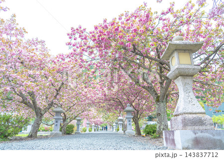 滋賀県長浜市　八重桜が満開の伊香具神社前の参道沿い 143837712