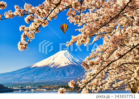 河口湖の満開の桜と富士山 河口湖の満開の桜と富士山 143837751