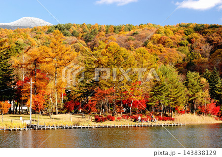 長野県茅野市の蓼科湖と湖岸の針葉樹の黄葉の木々と広葉樹の紅葉 長野県茅野市の蓼科湖と湖岸の針葉樹の黄葉の木々と広葉樹の紅葉 143838129