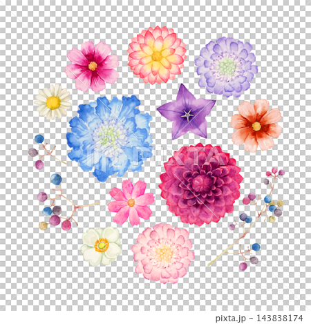 秋季花卉、植物、水彩插圖 秋季花卉、植物、水彩插圖 143838174