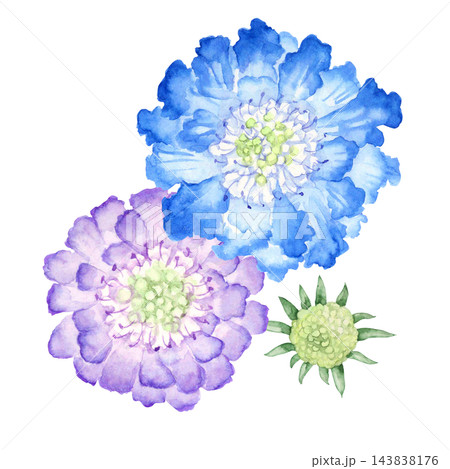 スカビオサ マツムシソウ 秋の花 植物 水彩 イラスト スカビオサ マツムシソウ 秋の花 植物 水彩 イラスト 143838176