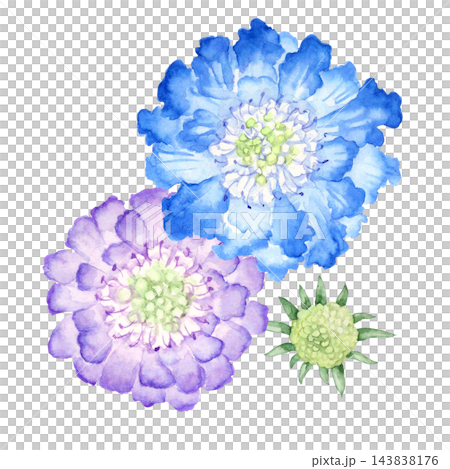 スカビオサ マツムシソウ 秋の花 植物 水彩 イラスト スカビオサ マツムシソウ 秋の花 植物 水彩 イラスト 143838176