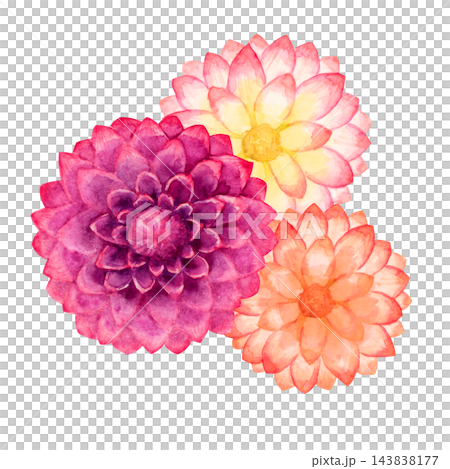 大麗花，秋季花卉，植物，水彩插圖。 143838177