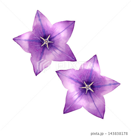 桔梗　秋の花 植物　水彩 イラスト 143838178