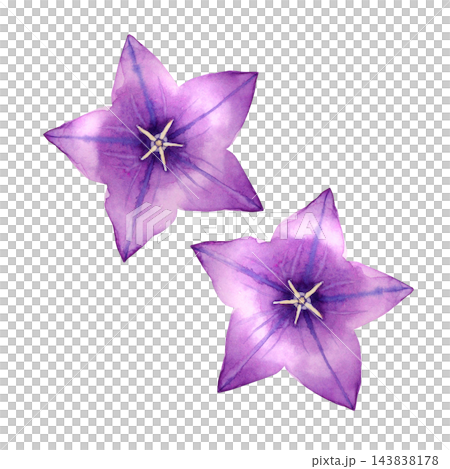 桔梗　秋の花 植物　水彩 イラスト 143838178