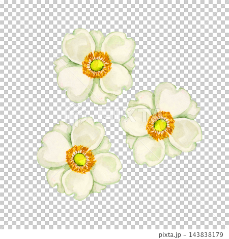 日本銀蓮花，秋季花卉，植物，水彩插圖 143838179