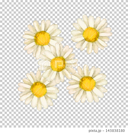 浜菊 秋の花 植物 水彩 イラスト 浜菊 秋の花 植物 水彩 イラスト 143838180