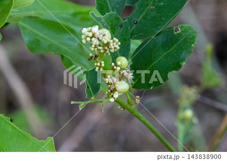 Close-up of Glycosmis pentaphylla wild shrub with small white flowers and green berries. Natural South Asian herbal plant flora. Close-up of Glycosmis pentaphylla wild shrub with small white flowers and green berries. Natural South Asian herbal plant flora. 143838900
