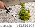 Across a gravel garden, a hand holding a black trowel filled with white pebbles works beside a small ornamental plant, closeup. Fingers grip a masonry scoop beside variegated foliage on a paved patio. 143839102