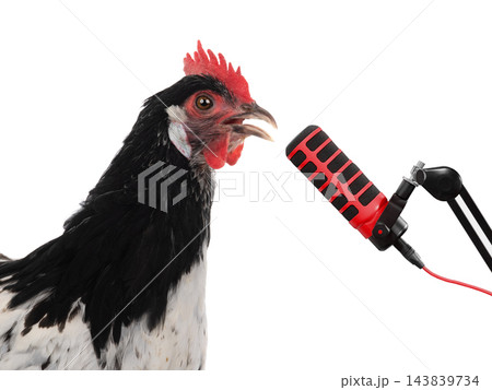 Chicken singing microphone isolated on white background Chicken singing microphone isolated on white background 143839734