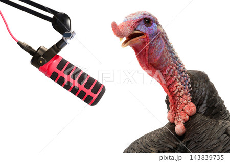 Singing turkey at the microphone isolated on white background 143839735