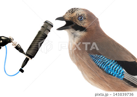 Singing jay at the microphone isolated on white background Singing jay at the microphone isolated on white background 143839736