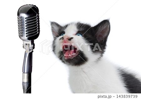 kitten during sings into a microphone isolated on a white background kitten during sings into a microphone isolated on a white background 143839739