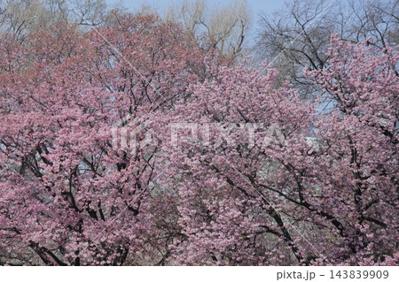 満開の桜　陽光 143839909