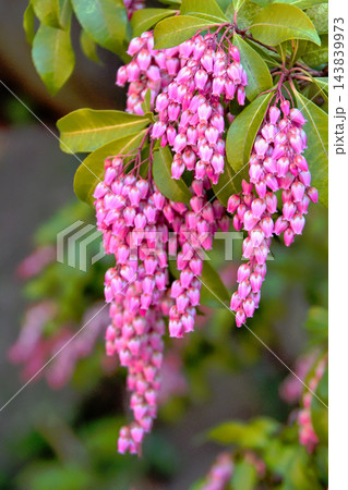 アセビの花 アセビの花 143839973