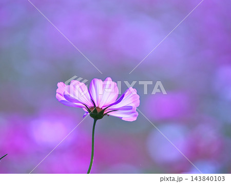 光に透けるコスモスの花 143840103