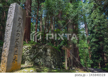 山形 出羽三山 参道の杉並木 山形 出羽三山 参道の杉並木 143840319