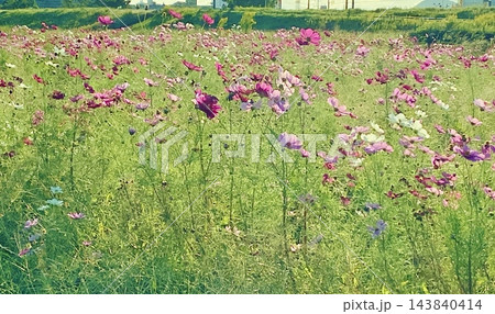 コスモスのある風景 143840414
