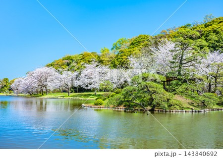 横浜 桜満開の三溪園 横浜 桜満開の三溪園 143840692